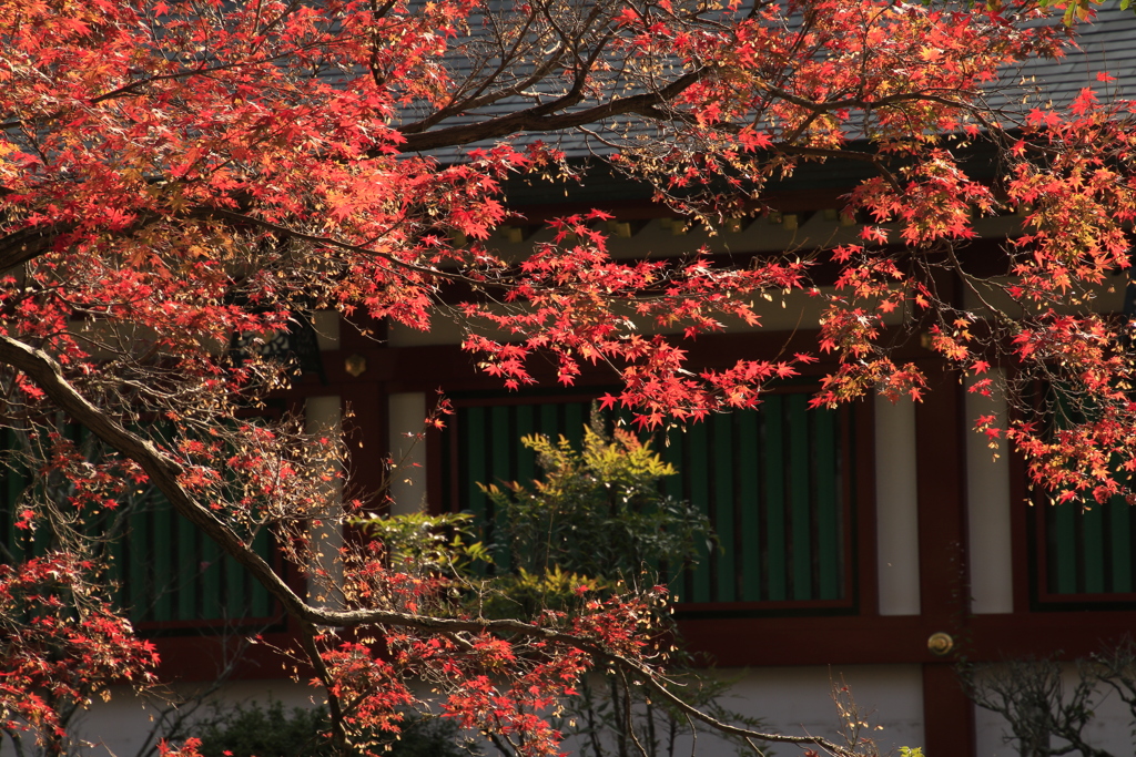 　祐徳神社紅葉