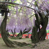 　藤の根