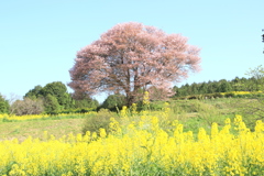 　馬場の山桜　２