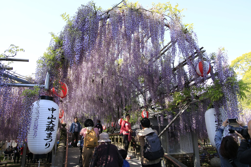  中山大藤まつり　Ⅰ