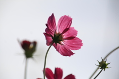  秋桜　１