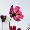  秋桜　１