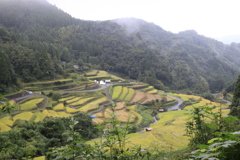  雨雲のつづらの棚田