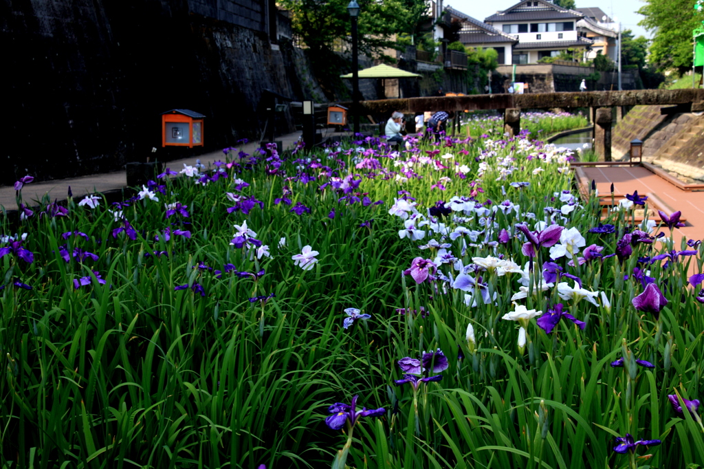 花しょうぶまつり　１