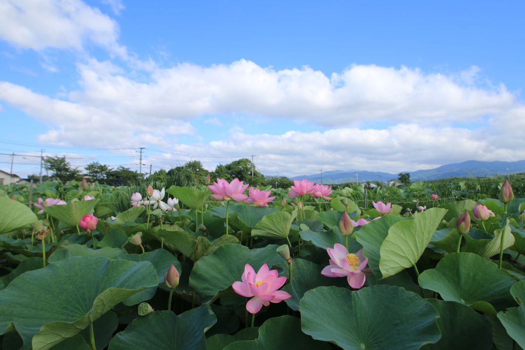  ハスの花