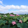  ハスの花