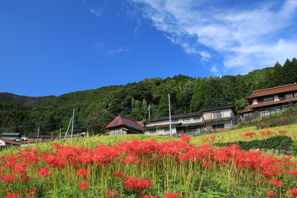  江里山の棚田