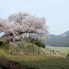 納戸料の百年桜