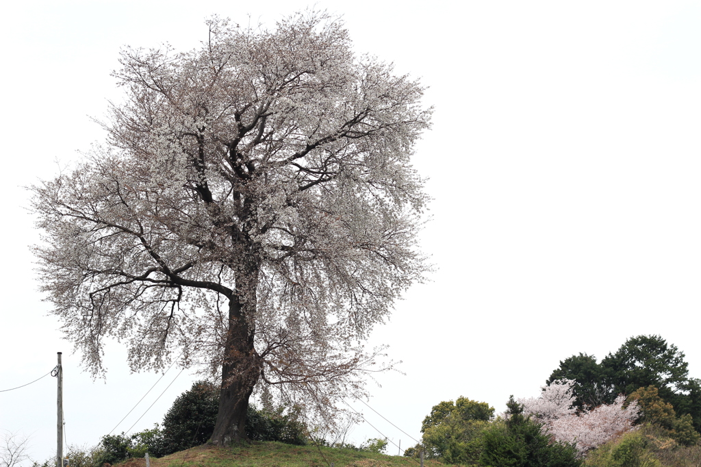 平家の一本桜　２