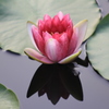 睡蓮　１