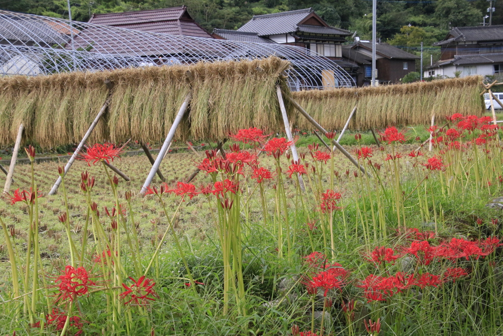 　彼岸花　はぜ掛け　４