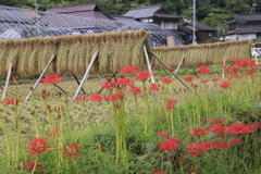 　彼岸花　はぜ掛け　４