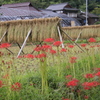 　彼岸花　はぜ掛け　４