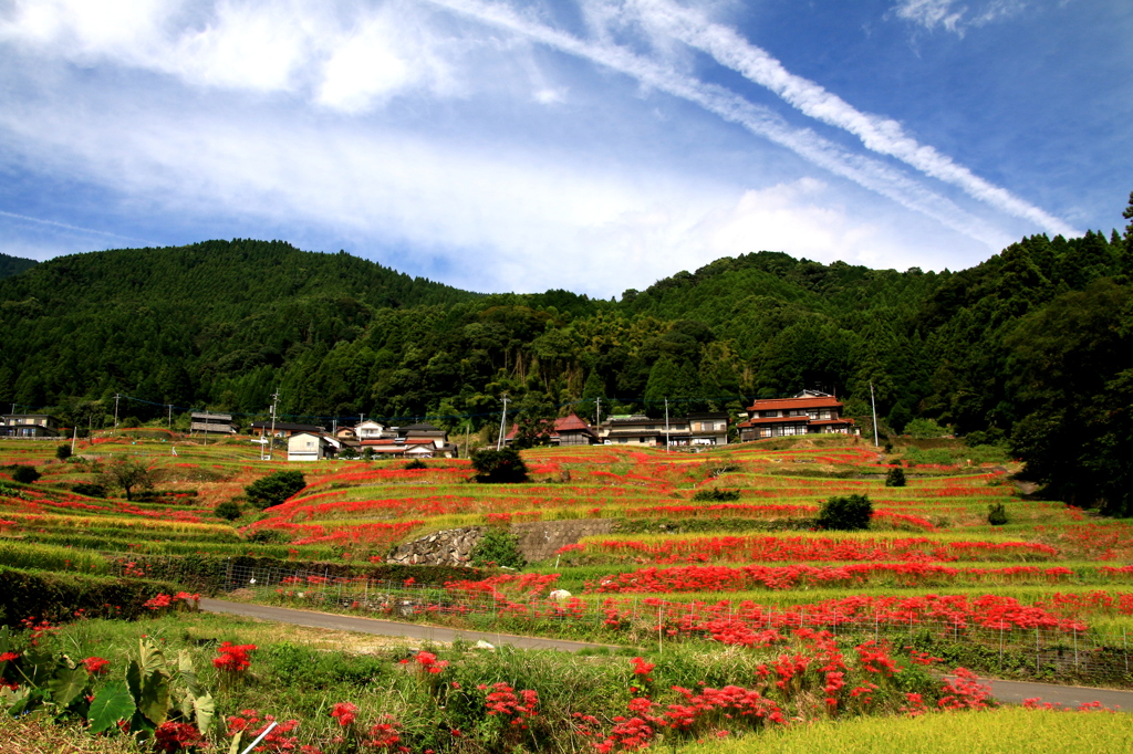 江里山の棚田　１