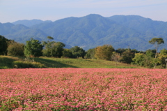 吉野ヶ里歴史公園　７