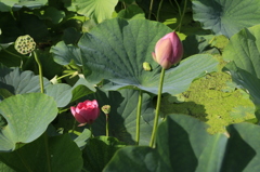 　かえるさんも居ましたよ　２