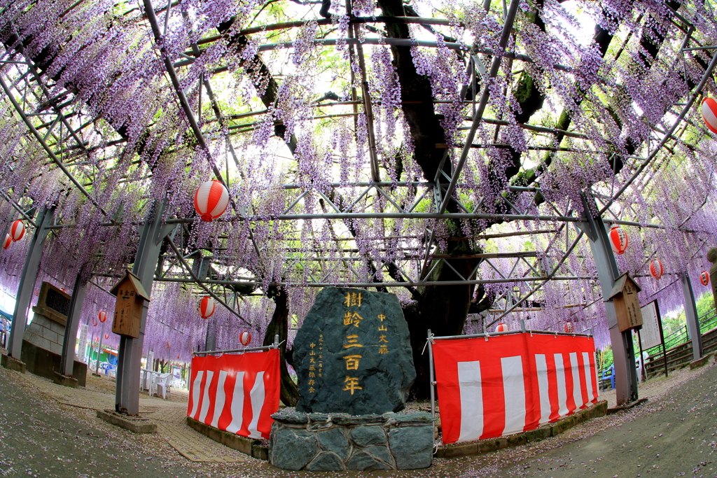  樹齢三百年