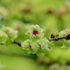 　御衣黄桜　Ⅱ