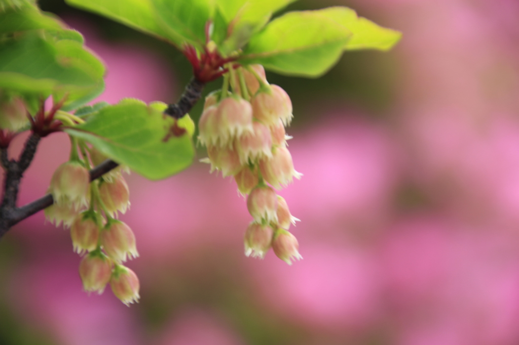 _MG_0215　花　？