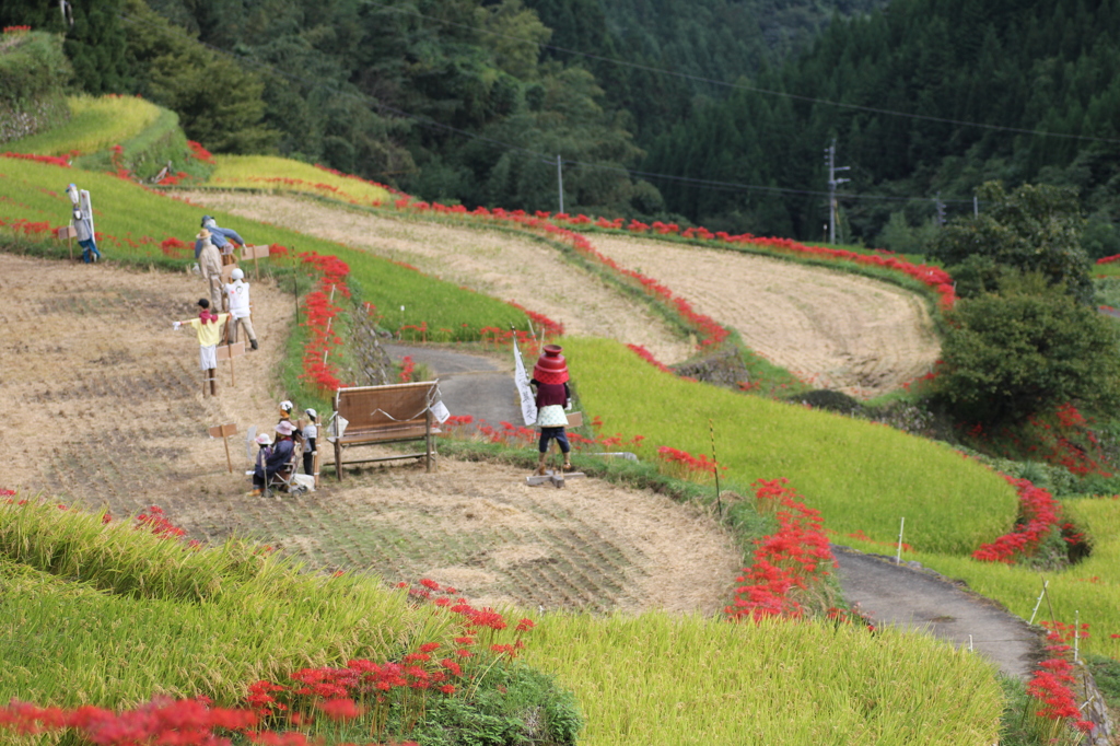 つづら棚田