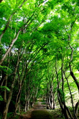 新緑への道