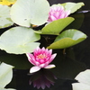 睡蓮　１