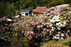 　山奥石楠花園　Ⅱ