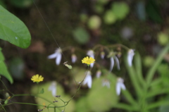 　岳間の花　２