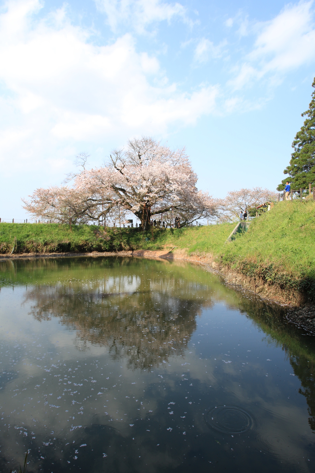  浅井の一本桜　１