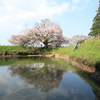  浅井の一本桜　１
