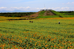 柳川ひまわり園