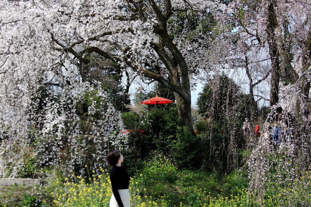 枝垂れ桜