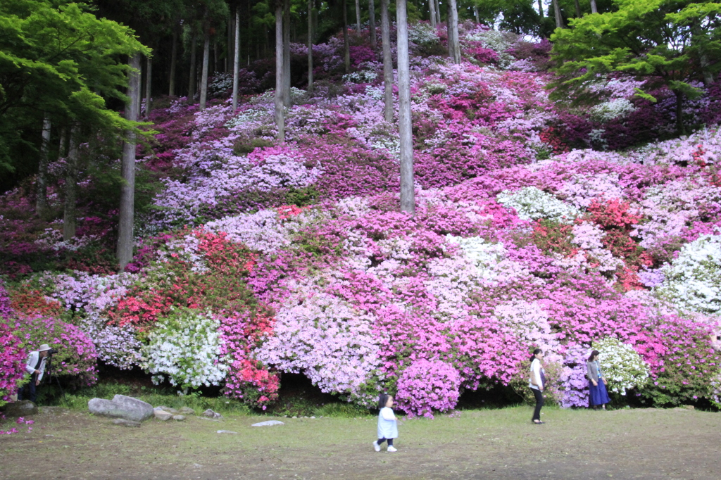 _MG_1236　天使が走る