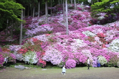 _MG_1236　天使が走る