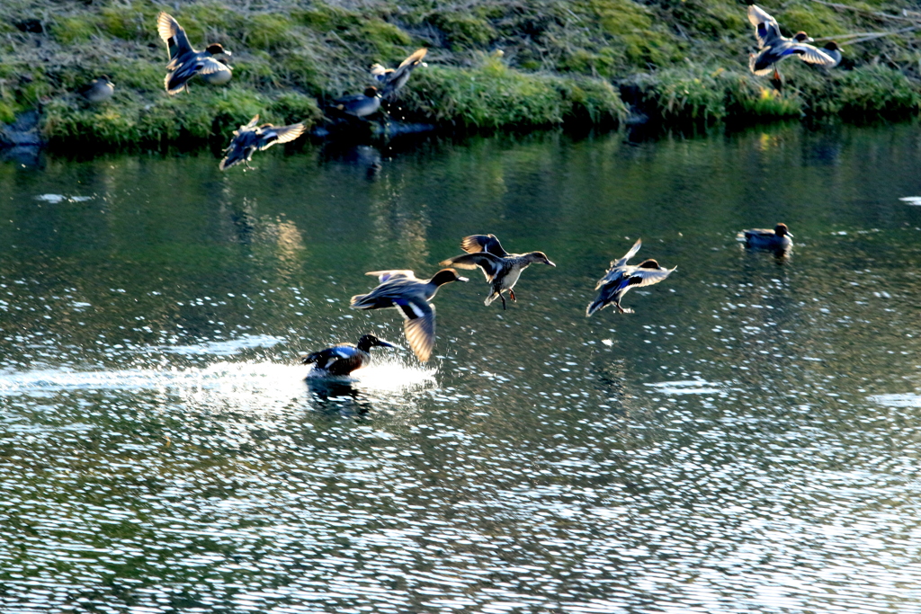 　水辺の鳥　Ⅰ