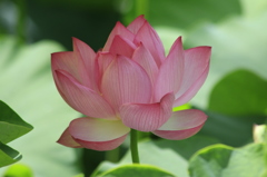 　きれいに咲きましたよ　３