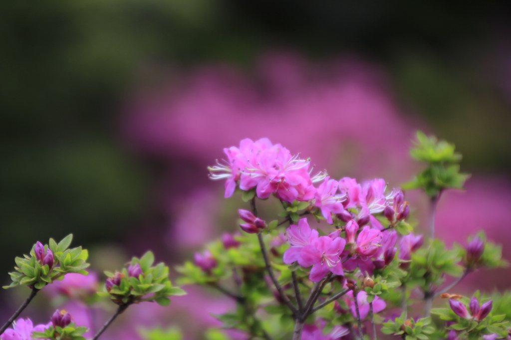 _MG_0149　 ﾐﾔﾏｷﾘｼﾏ　Ⅳ