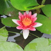 　紅白睡蓮