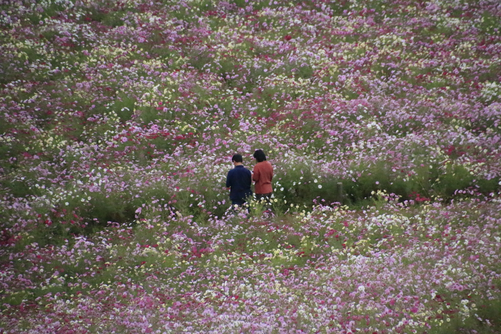  秋桜　白木峰高原