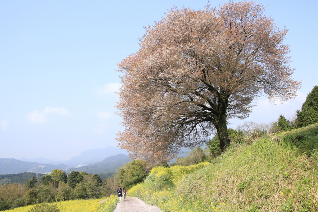 　馬場の山桜　２