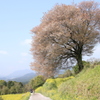 　馬場の山桜　２