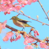 メジロ　１