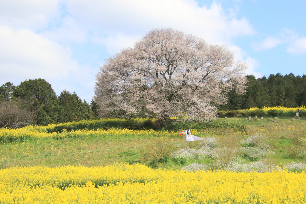 　馬場の山桜　１