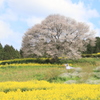 　馬場の山桜　１