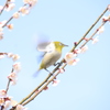 3月３日　飛びますよ