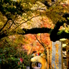  紅葉のかえる寺　Ⅰ