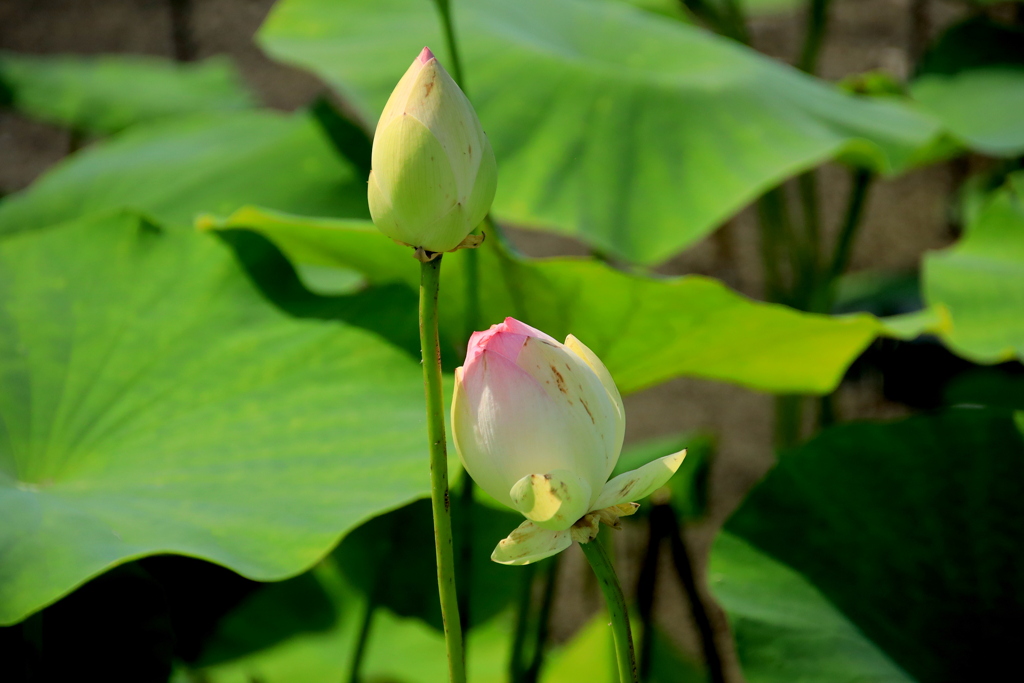  蓮の花　Ⅰ