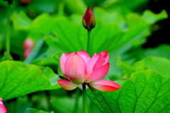　蓮の花