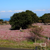  火張山花公園