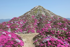 芝桜富士